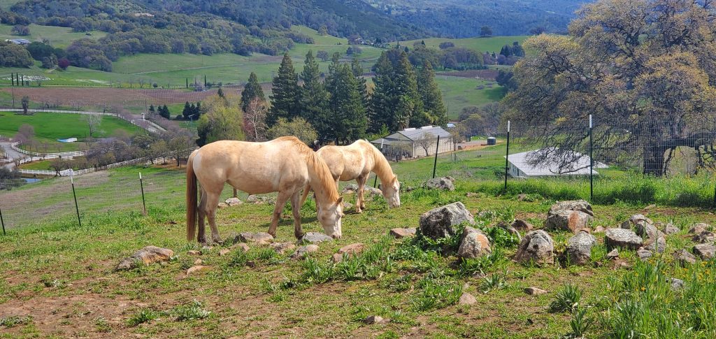 Feather and Purdy grazing in a green hillside pasture