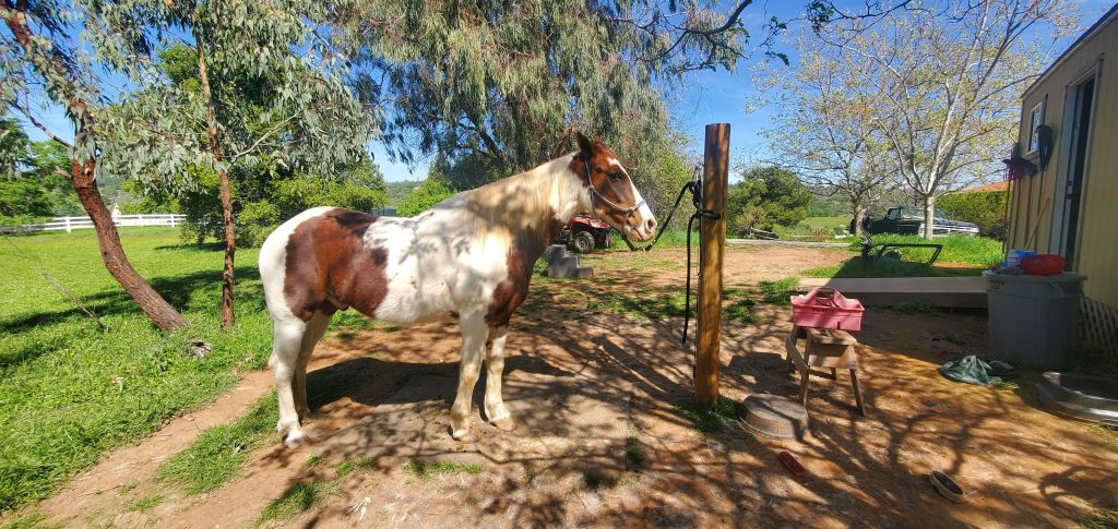 Paint horse hitched to a tie post in front of the tack room