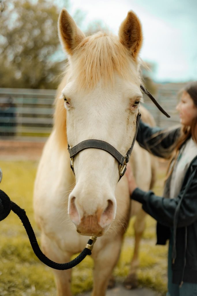 Close up of horse's face with student grooming her in the background